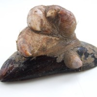 Slipper Limpet